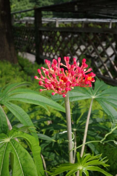 細裂葉珊瑚油桐|細裂葉珊瑚油桐 – 菁芳園綠生活